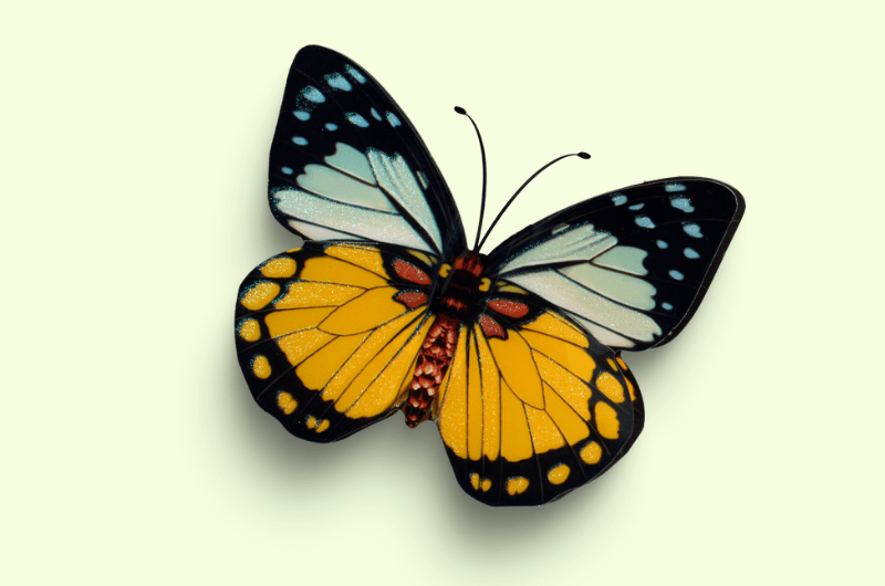 butterfly